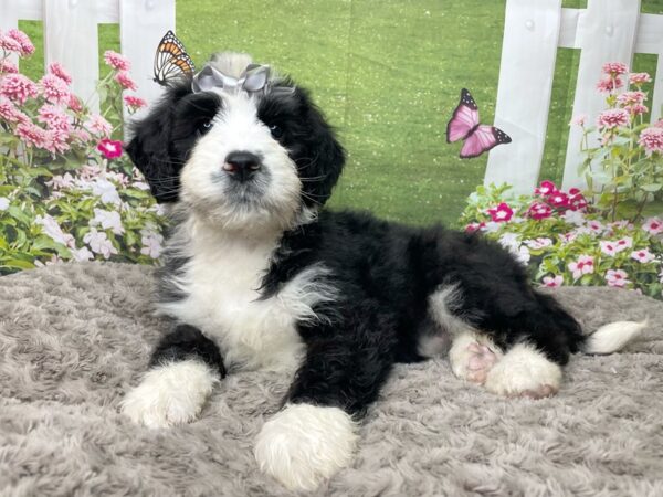 BernieDoodle DOG Female black and white 8803 Petland Athens, OH