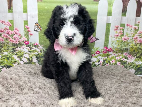 BernieDoodle-DOG-Male-black and white-8802-Petland Athens, OH