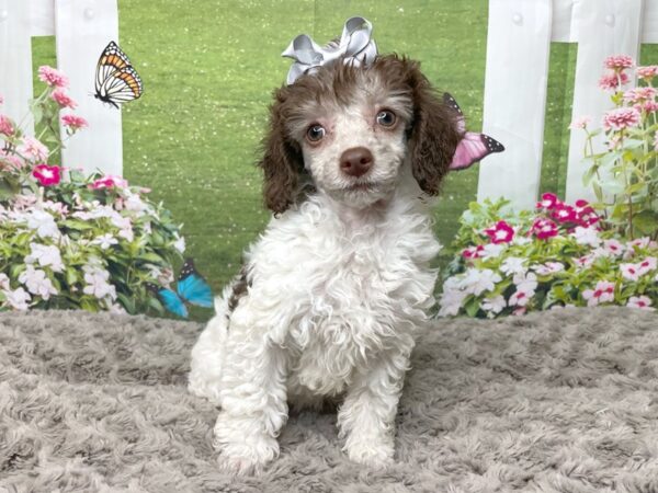 Poodle DOG Male Chocolate 8800 Petland Athens, OH