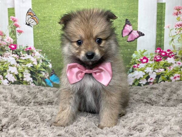 Pomeranian DOG Male Red Sable 8799 Petland Athens, OH