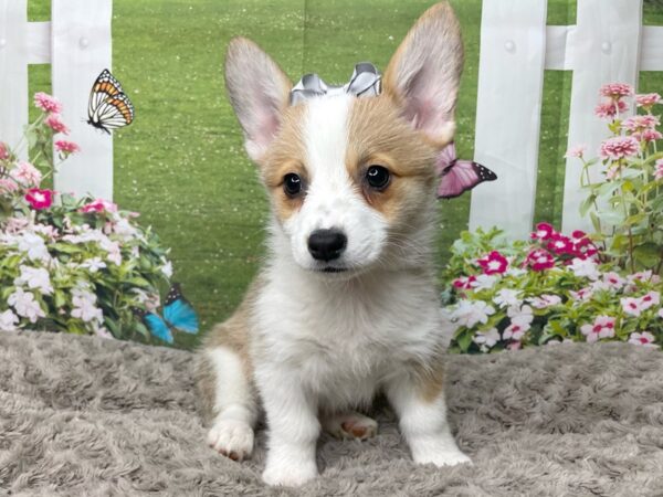 Pembroke Welsh Corgi-DOG-Female-Sable / White-8798-Petland Athens, OH