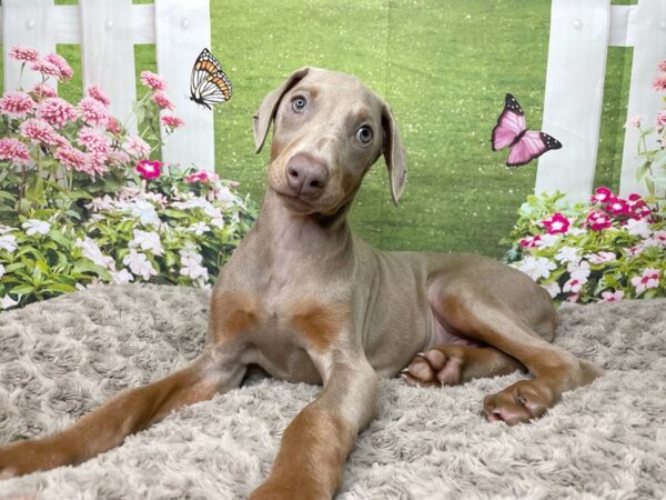 Doberman Pinscher DOG Female Isabella Fawn 8797 Petland Athens, OH