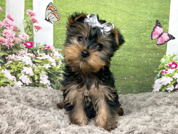 Yorkshire Terrier DOG Female Black / Tan 8796 Petland Athens, OH