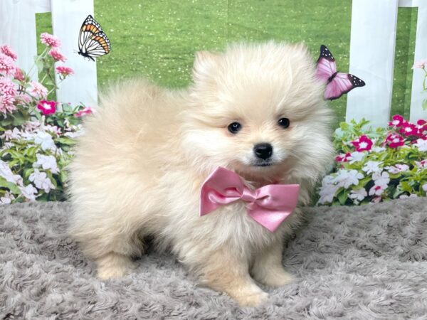 Pomeranian DOG Male Cream 8795 Petland Athens, OH