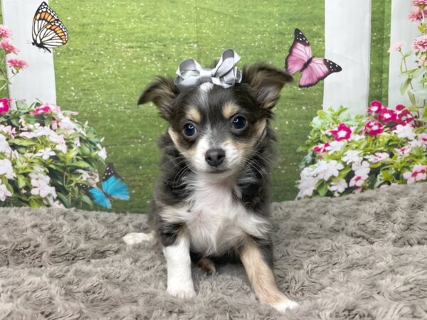 Chihuahua DOG Female Black White / Tan 8794 Petland Athens, OH