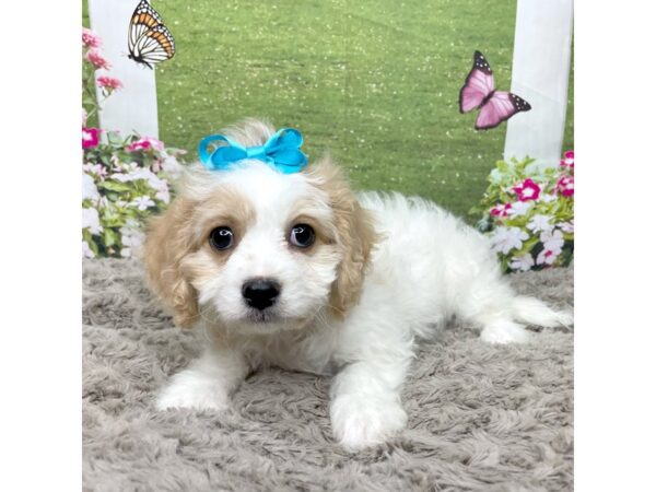 Cavachon-DOG-Female-White & apricot-8813-Petland Athens, OH