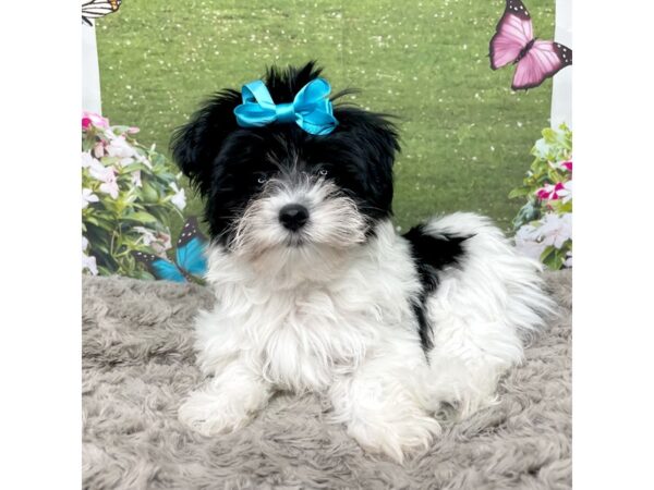 Morkie-DOG-Female-Black & white parti-8812-Petland Athens, OH