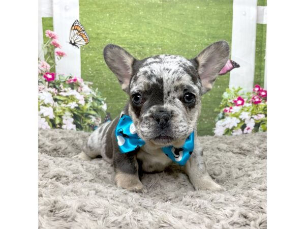 French Bulldog DOG Male Lilac merle 8810 Petland Athens, OH