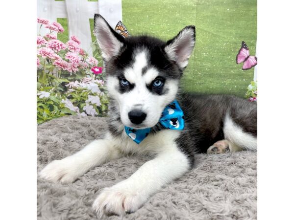 Siberian Husky DOG Male Black / White 8809 Petland Athens, OH