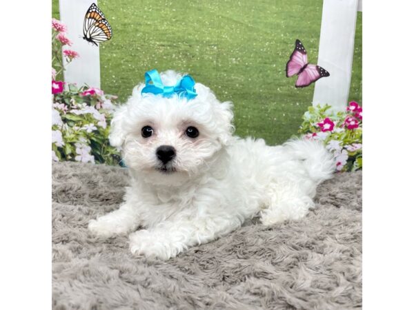 Bichon Frise DOG Female White 8808 Petland Athens, OH