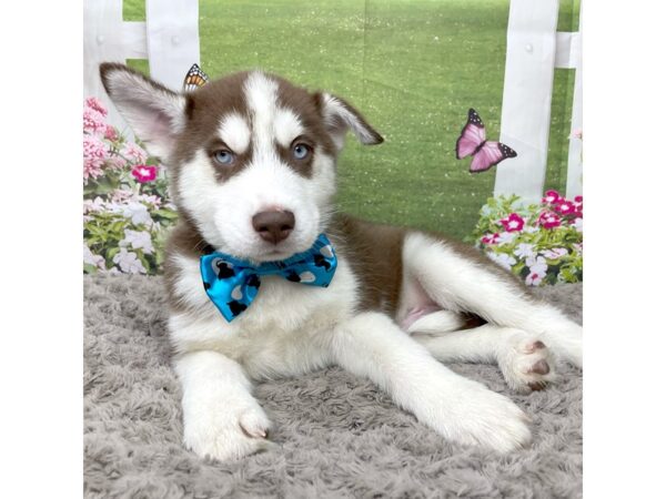 Siberian Husky DOG Male Red / White 8807 Petland Athens, OH