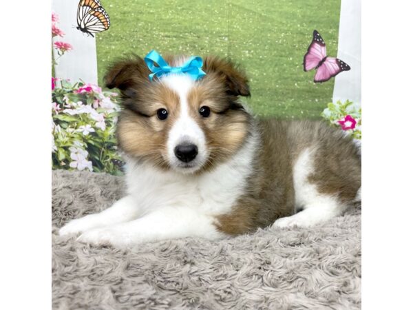 Shetland Sheepdog-DOG-Female-Sable / White-8806-Petland Athens, OH