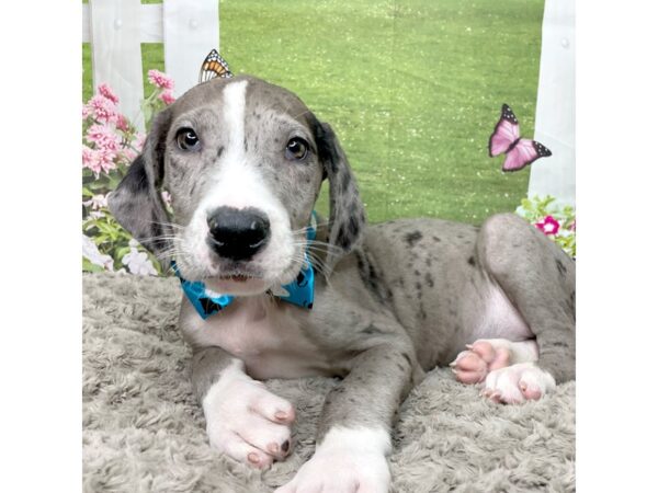 Great Dane DOG Male Blue Merle 8805 Petland Athens, OH