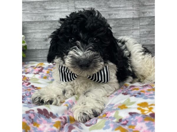 Miniature Poodle DOG Male Black & white parti 8814 Petland Athens, OH