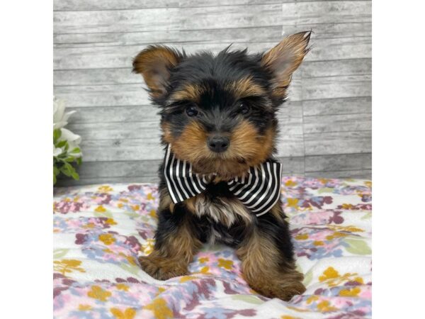 Yorkshire Terrier DOG Male Black / Tan 8826 Petland Athens, OH