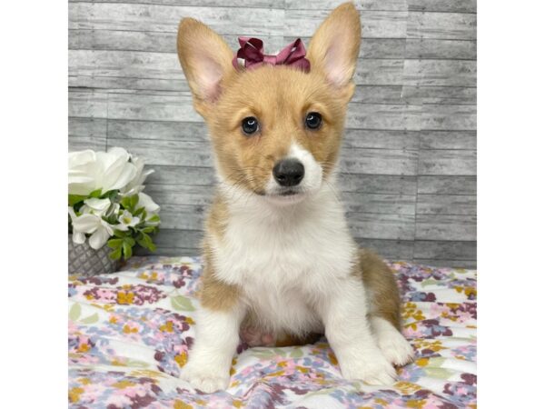 Pembroke Welsh Corgi DOG Female Sable / White 8825 Petland Athens, OH