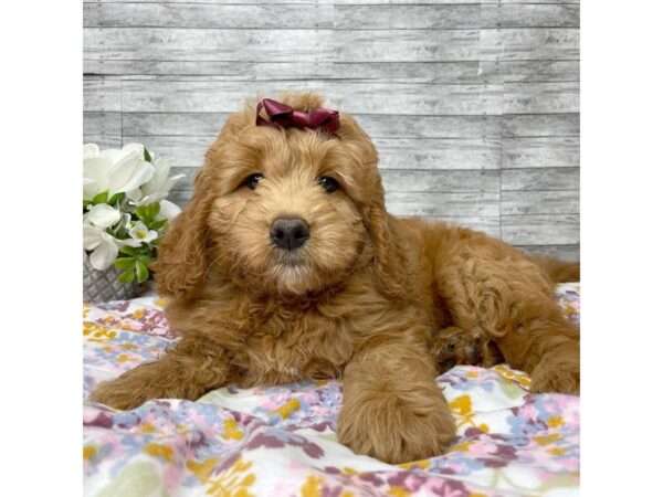 Goldendoodle Mini DOG Female Red 8820 Petland Athens, OH