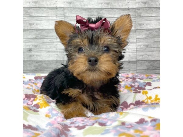 Yorkshire Terrier DOG Female Black / Tan 8819 Petland Athens, OH