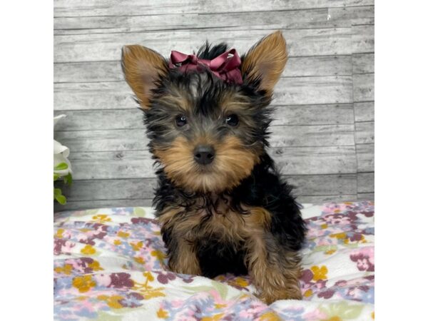 Yorkshire Terrier DOG Female Black / Tan 8818 Petland Athens, OH