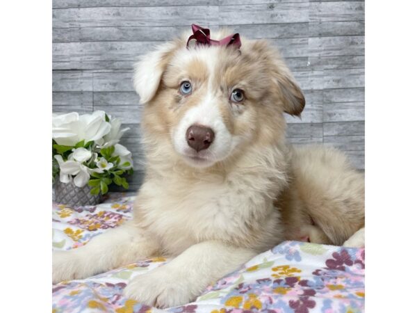 Australian Shepherd DOG Female Red Merle 8817 Petland Athens, OH