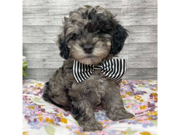 2nd Generation Mini Labradoodle-DOG-Male-Merle-8816-Petland Athens, OH