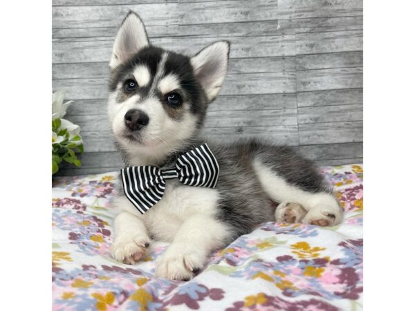 F2 Pomsky DOG Male Black & white 8815 Petland Athens, OH