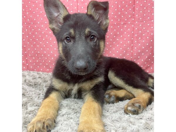 German Shepherd DOG Male Black / Tan 8832 Petland Athens, OH