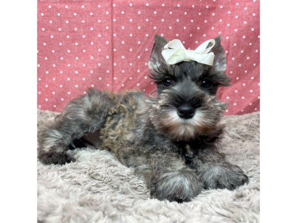 Miniature Schnauzer DOG Female Salt / Pepper 8831 Petland Athens, OH