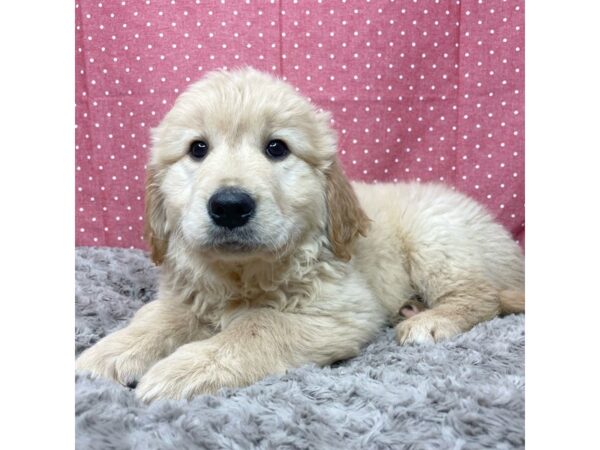 Golden Retriever DOG Male Golden 8830 Petland Athens, OH