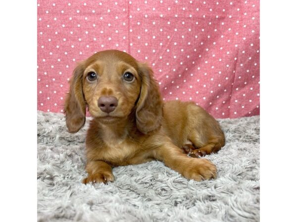 Dachshund DOG Male Red 8827 Petland Athens, OH