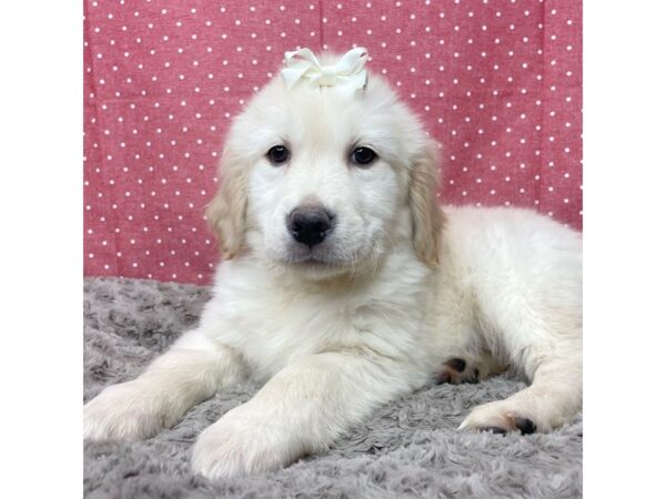 Golden Retriever DOG Female Light Golden 8829 Petland Athens, OH