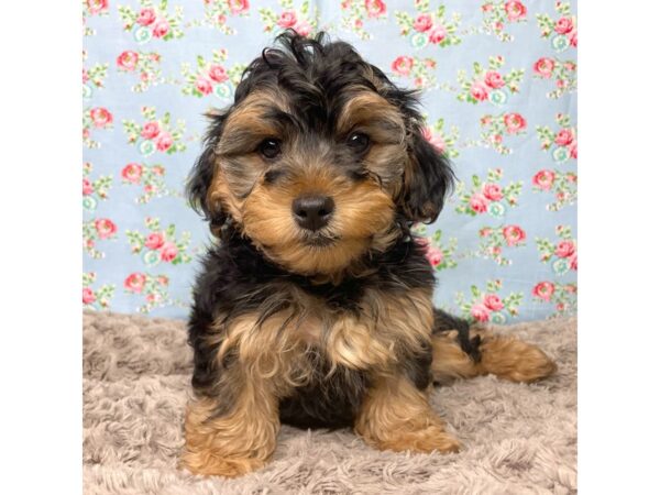 Yorkiepoo DOG Male Black & tan 8839 Petland Athens, OH