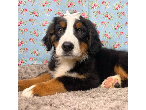 Bernese Mountain Dog DOG Female Tri-color 8838 Petland Athens, OH