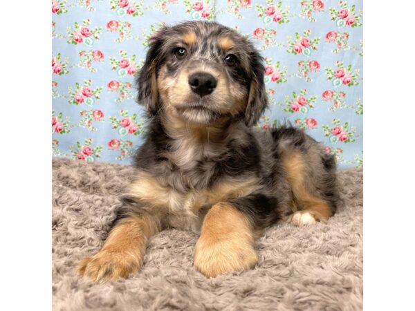 Aussiedoodle Mini DOG Male Merle 8837 Petland Athens, OH