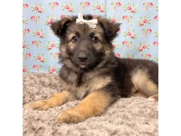 German Shepherd Dog DOG Female Black / Tan 8836 Petland Athens, OH