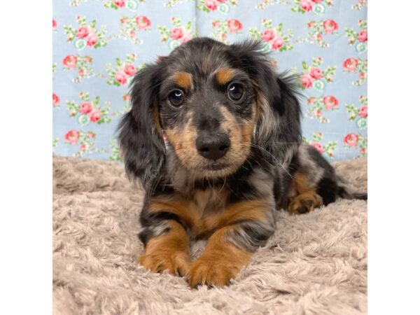 Dachshund DOG Male Black / Tan 8834 Petland Athens, OH