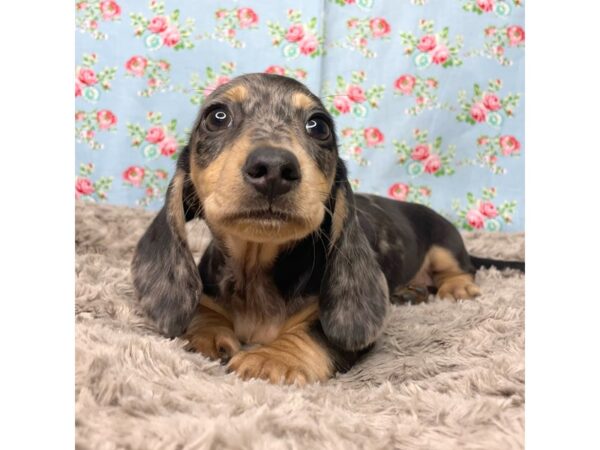 Dachshund DOG Male Black / Tan 8833 Petland Athens, OH