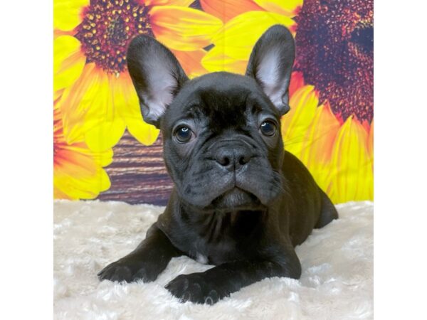 Frenchton DOG Male Brindle 8850 Petland Athens, OH