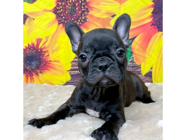 Frenchton DOG Male Brindle 8849 Petland Athens, OH