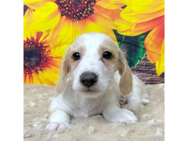 Doxiepoo (Doodle) (Poodle/Dachshund)-DOG-Male-Cream-8848-Petland Athens, OH