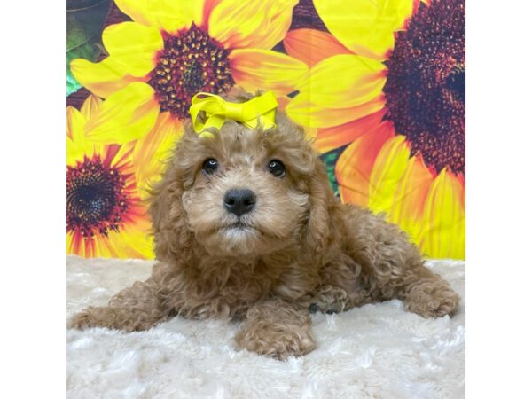 Cock A Poo 2nd Gen-DOG-Female-Red-8847-Petland Athens, OH