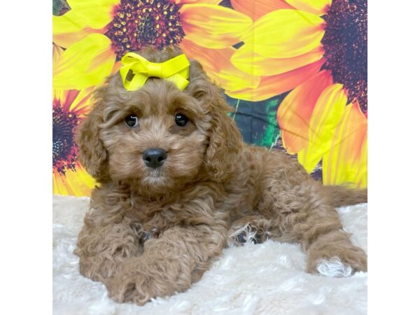 Cavapoo DOG Female Red 8846 Petland Athens, OH