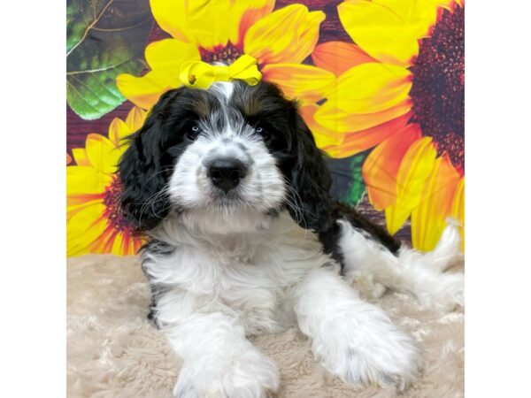 Bernedoodle Mini 2nd Gen DOG Female Black White / Tan 8845 Petland Athens, OH