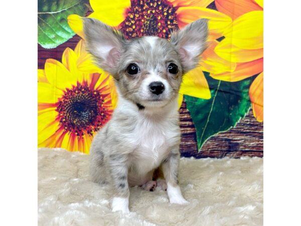 Chihuahua DOG Male Blue Merle 8840 Petland Athens, OH