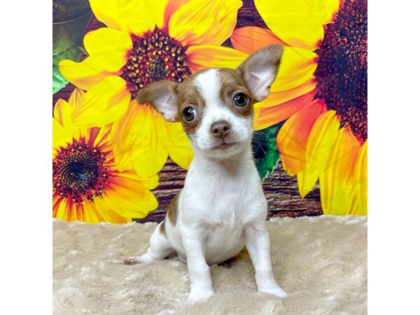 Chihuahua-DOG-Female-Red / Brindle-8841-Petland Athens, OH