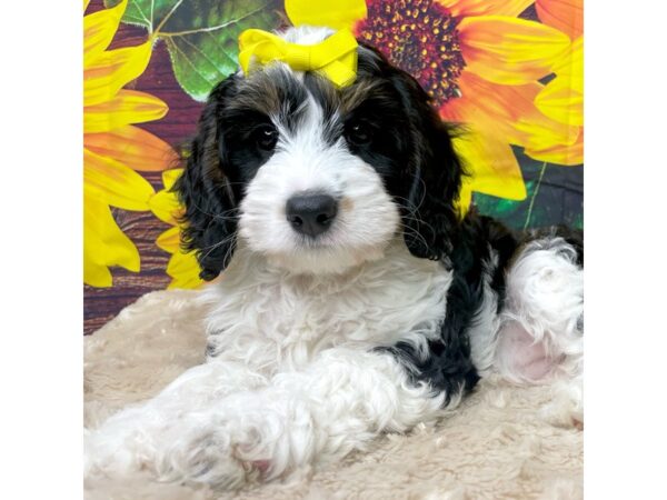 Bernedoodle Mini 2nd Gen-DOG-Female-Black White / Tan-8844-Petland Athens, OH