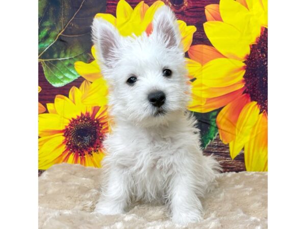 West Highland Terrier DOG Male White 8843 Petland Athens, OH