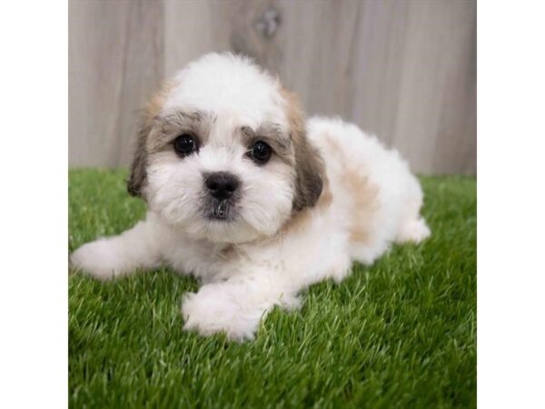 Teddy Bear-DOG-Male-Gold / White-8862-Petland Athens, OH