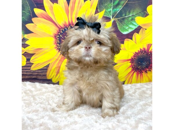 Shih Tzu DOG Female Gold 8861 Petland Athens, OH