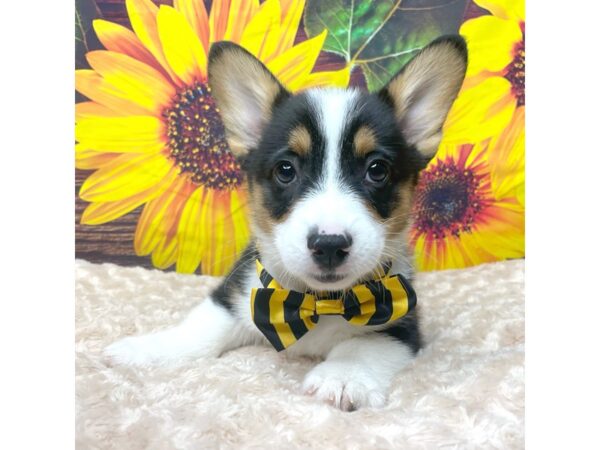 Pembroke Welsh Corgi DOG Male Black White / Tan 8860 Petland Athens, OH